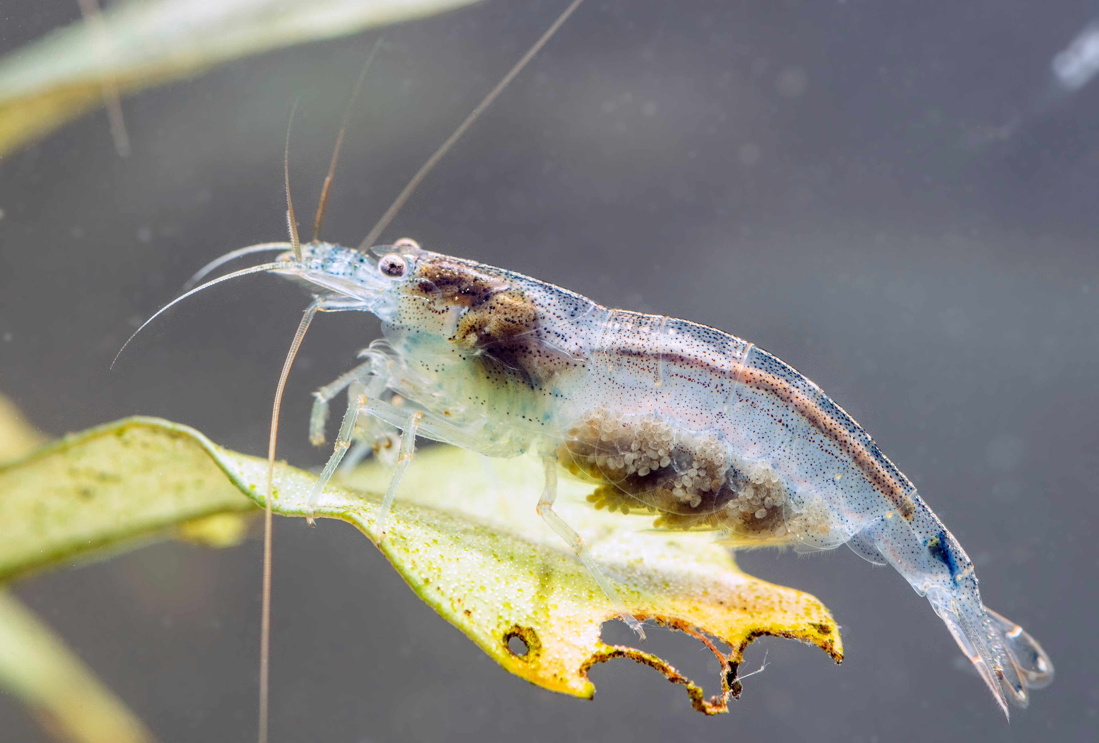 Amano Garnele_S (DNZ) - Händler