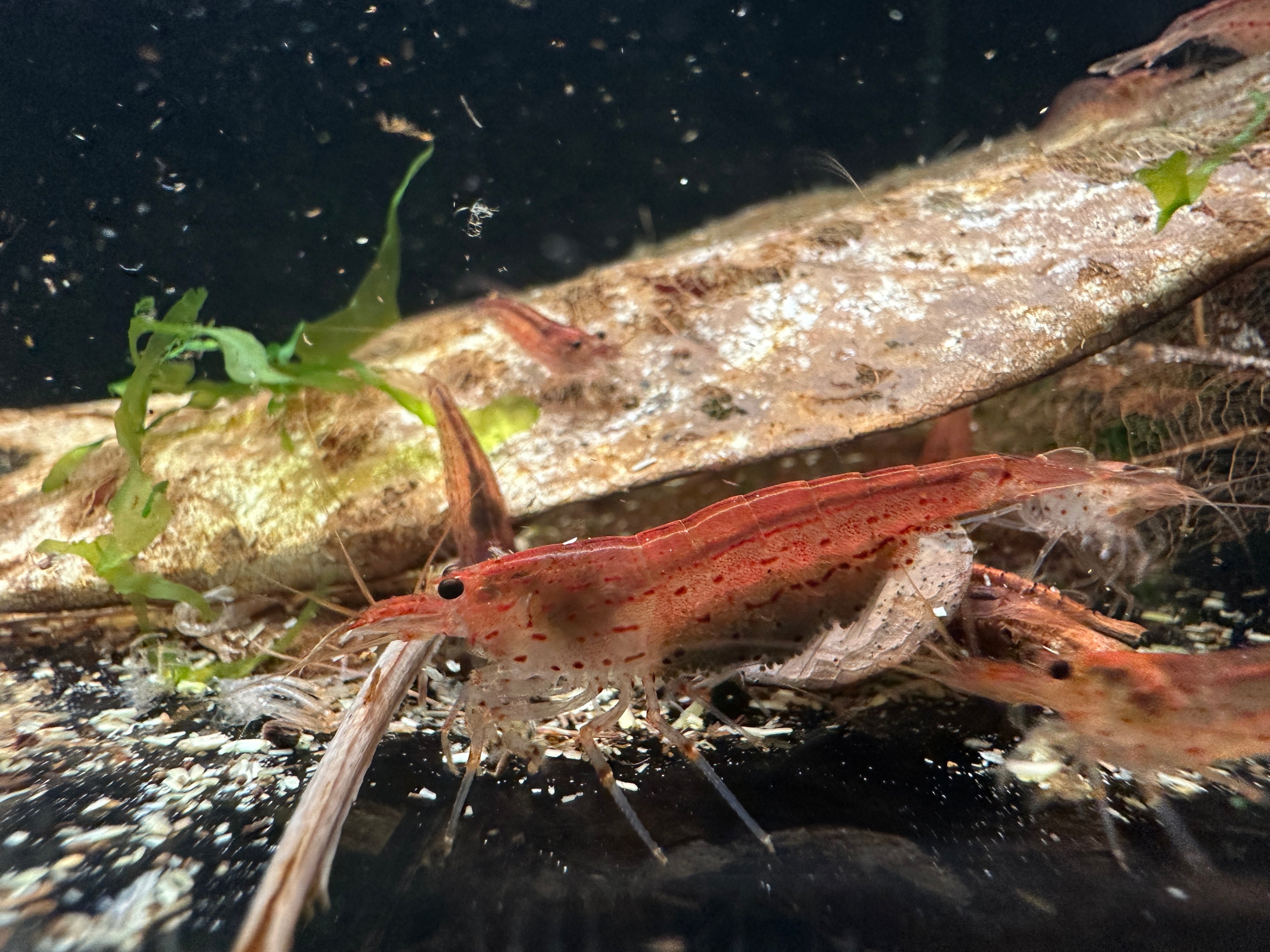 Amano Garnele_Orange (DNZ) - Händler