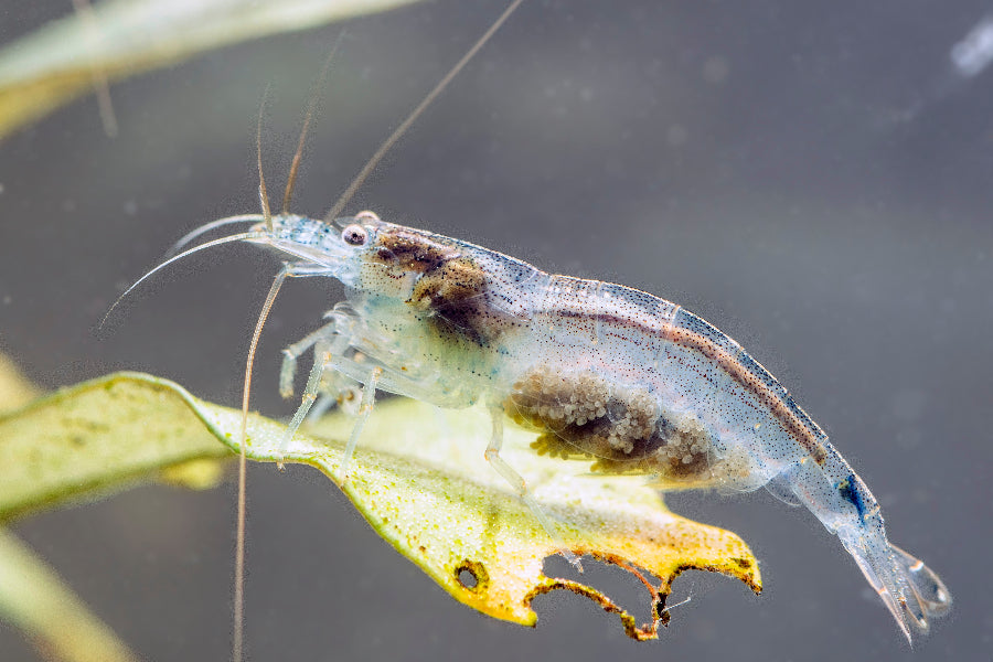 Amano Garnele Wildform - Caridina multidentata, hier ein trächtiges Weibchen