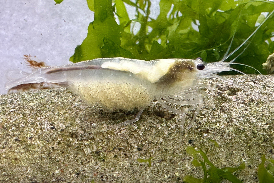 Amano Garnele - Farbform Snow White - Caridina multidentata