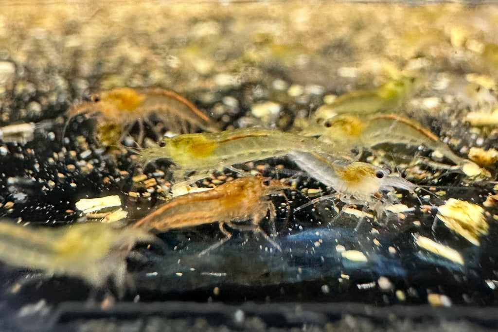 Caridina multidentata - Zuchtform gemischt weiß, gelb, orange - Größe S