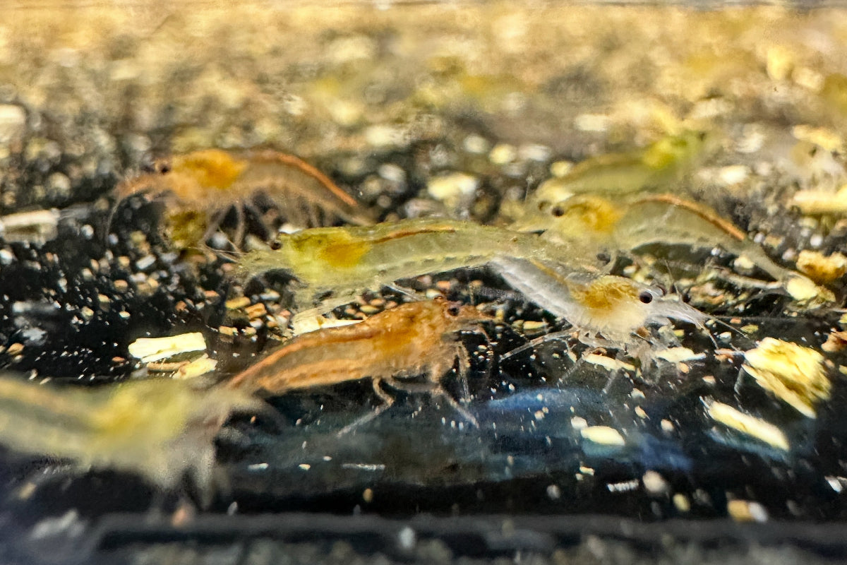 Caridina multidentata - Zuchtform gemischt weiß, gelb, orange - Größe S