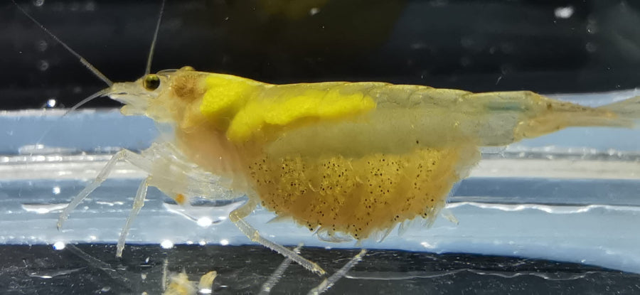 Amano Garnele_Gelb (DNZ) - Händler