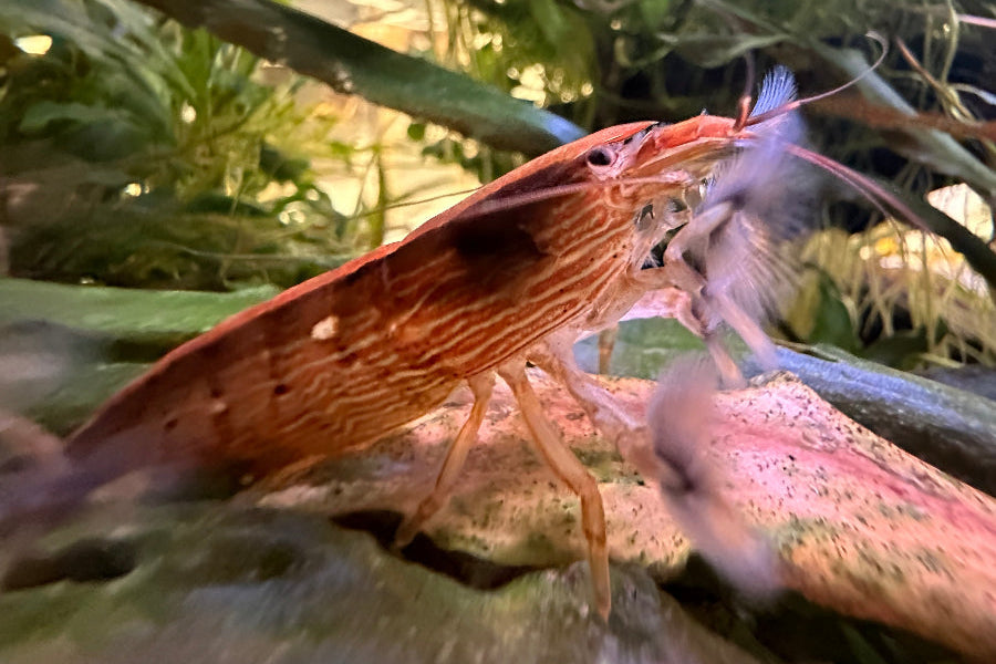 Atyopsis moluccensis filtert das anströmende Wasser nach Futterpartikeln