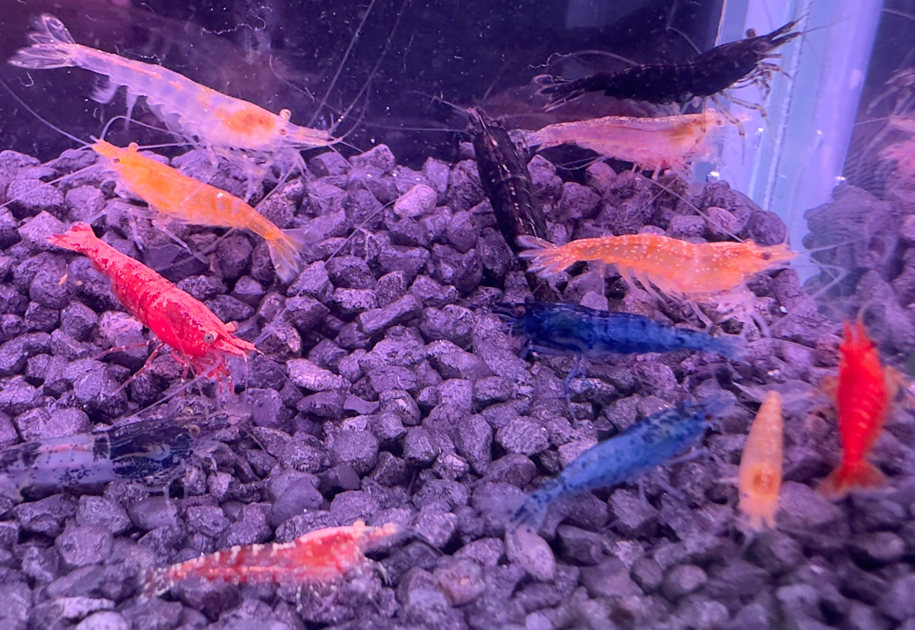 Neocaridina MIX (DNZ)