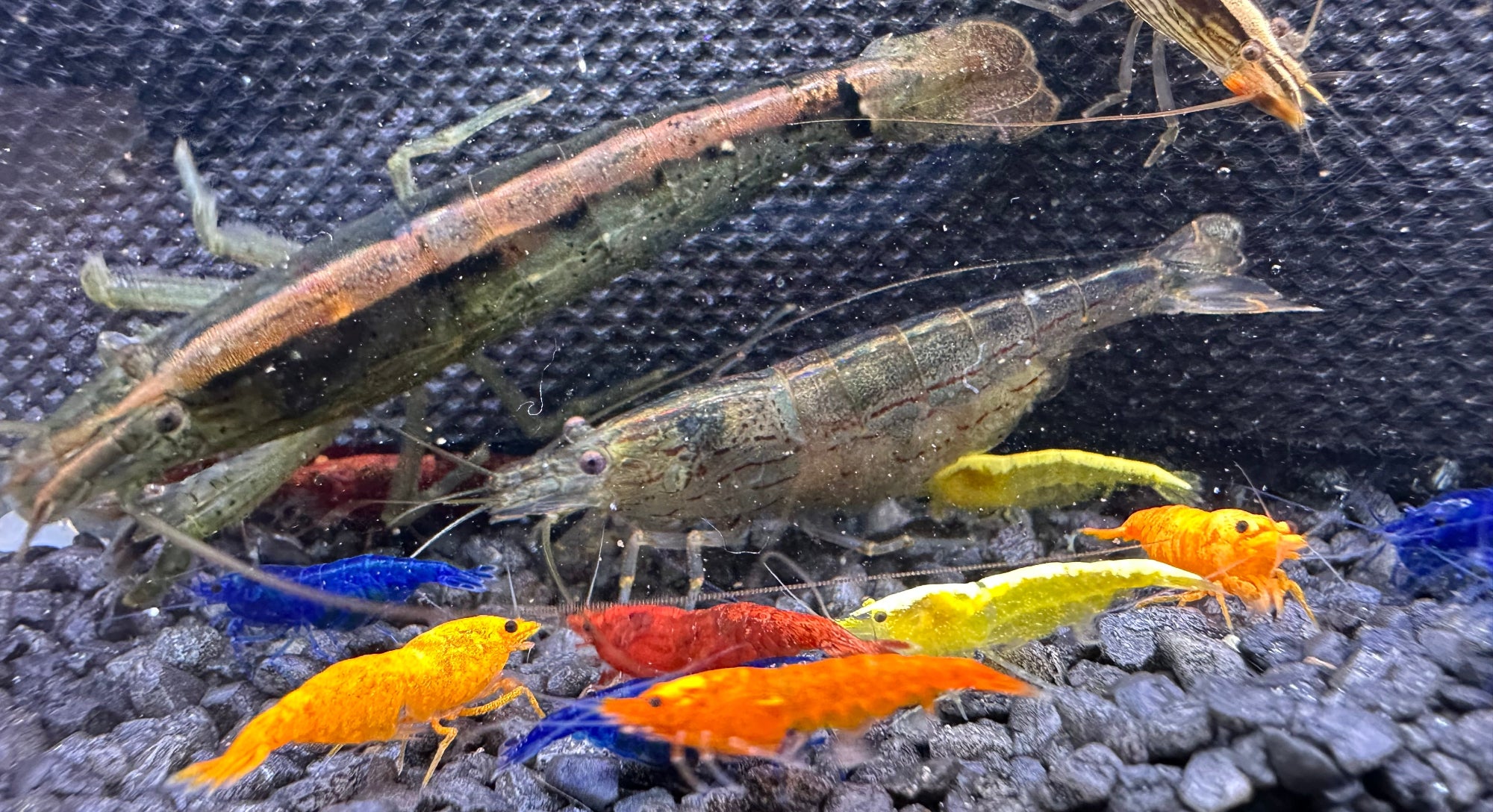 Amano Garnele, Fächerhandgarnele und Neocaridina Garnelen