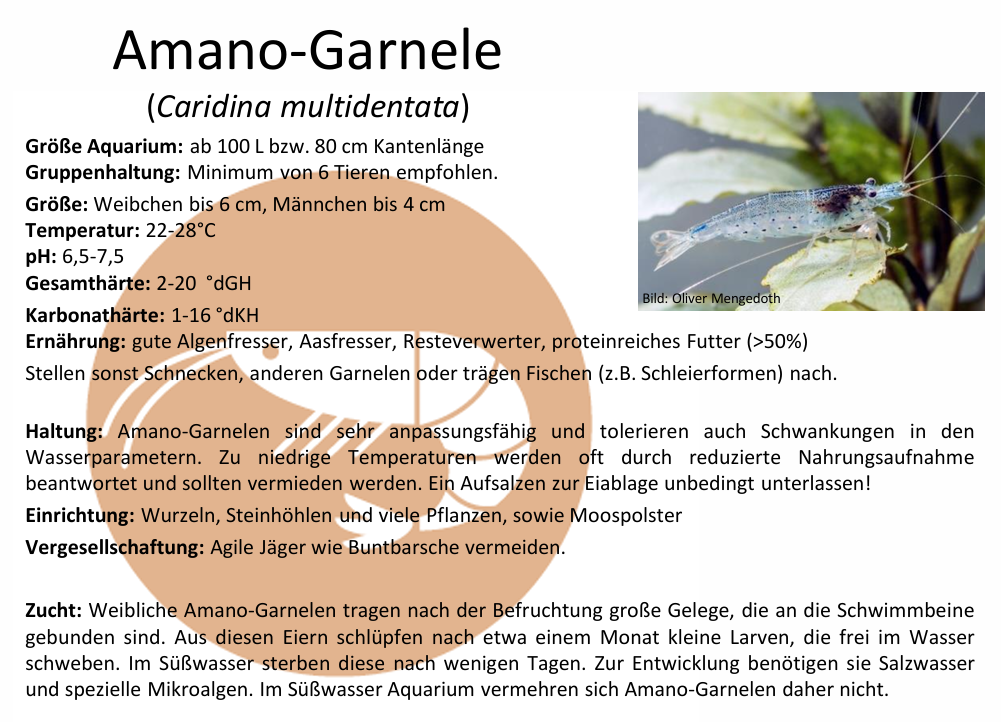 v_Karte Haltungsbedingungen - Caridina Multidentata - Amano Garnele