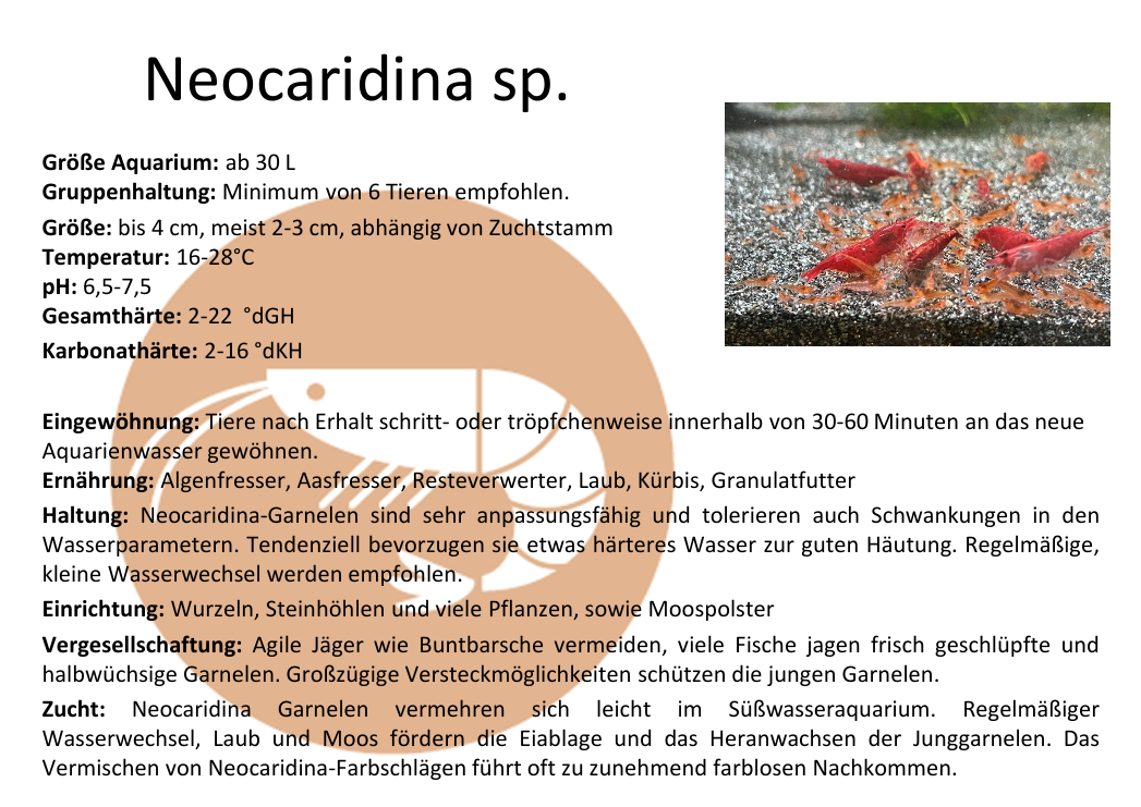v_Karte Haltungsbedingungen - Neocaridina sp.
