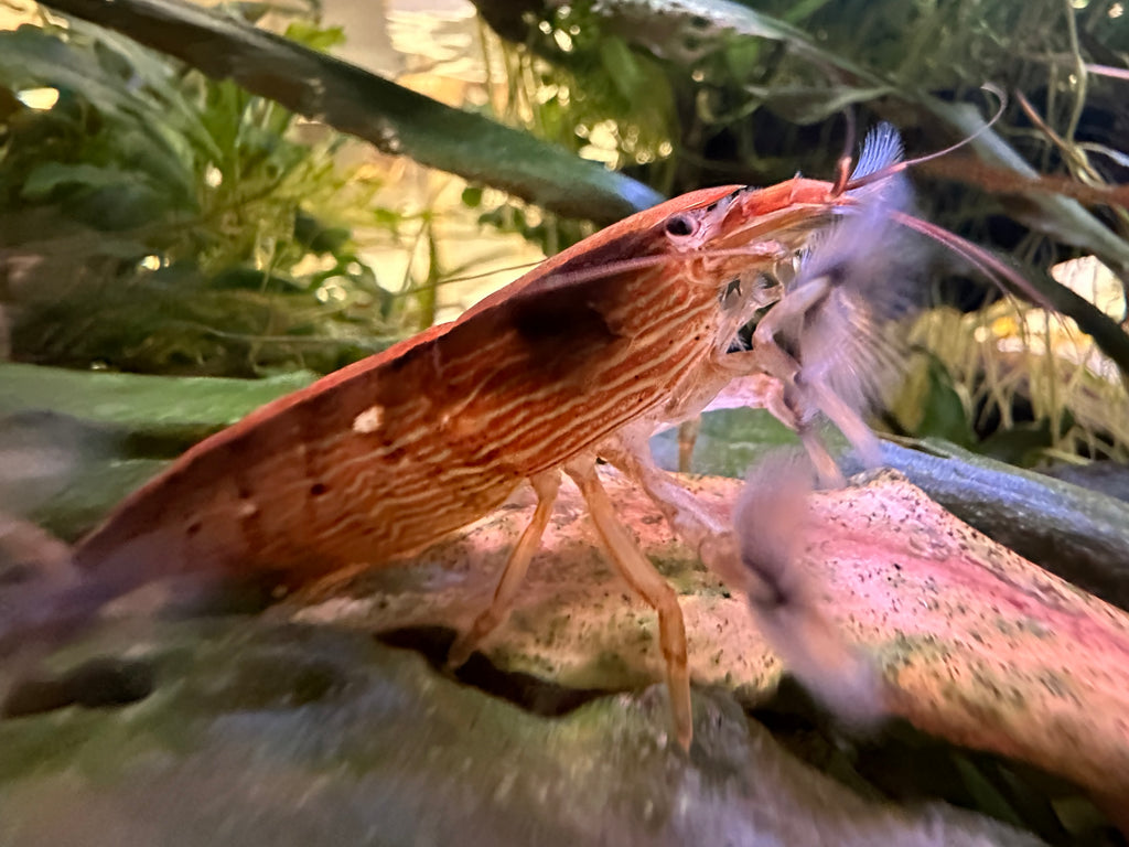 Atyopsis moluccensis (DNZ) - Händler