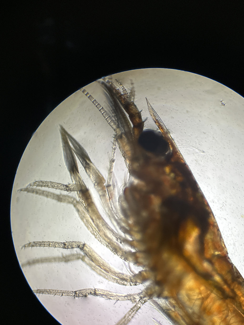 Atyopsis moluccensis (DNZ) - Händler