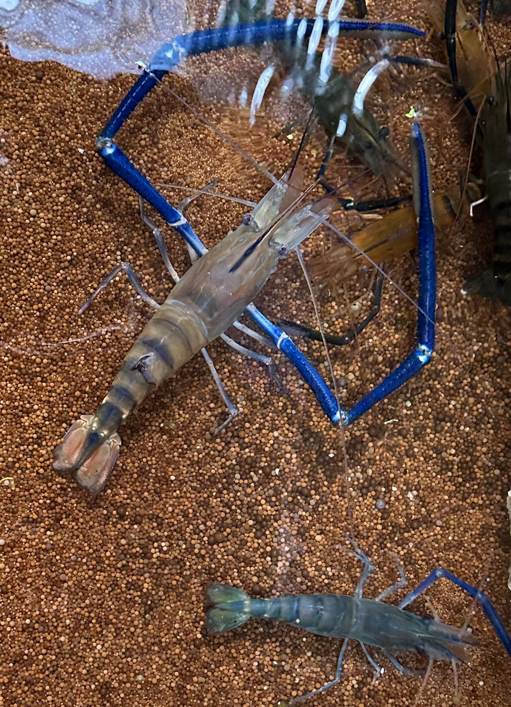 Macrobrachium rosenbergii