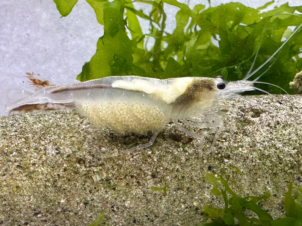 Amano Garnele_MIX weiß, gelb, orange (DNZ) - Händler