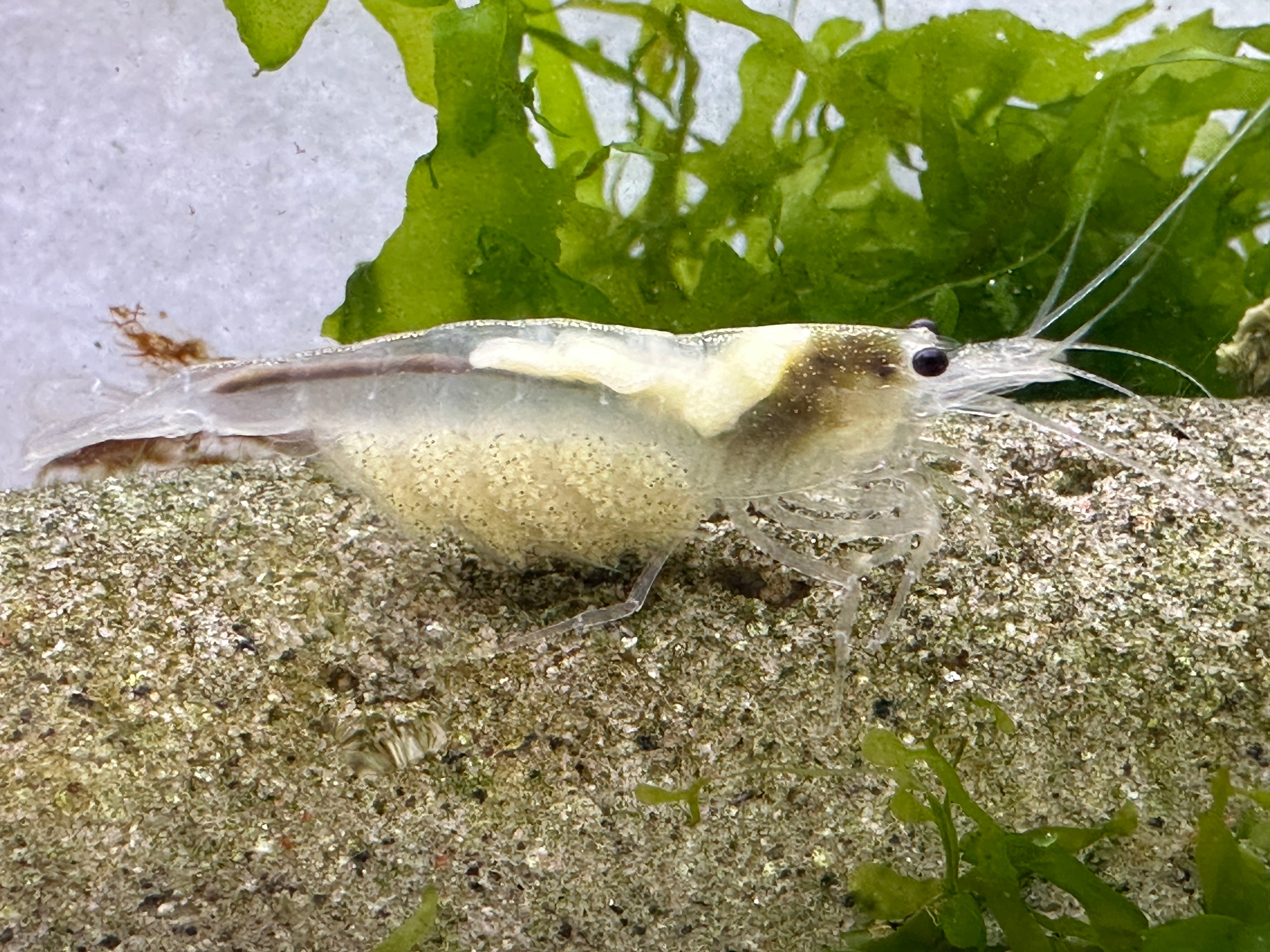 Amano Garnele_MIX weiß, gelb, orange (DNZ) - Händler