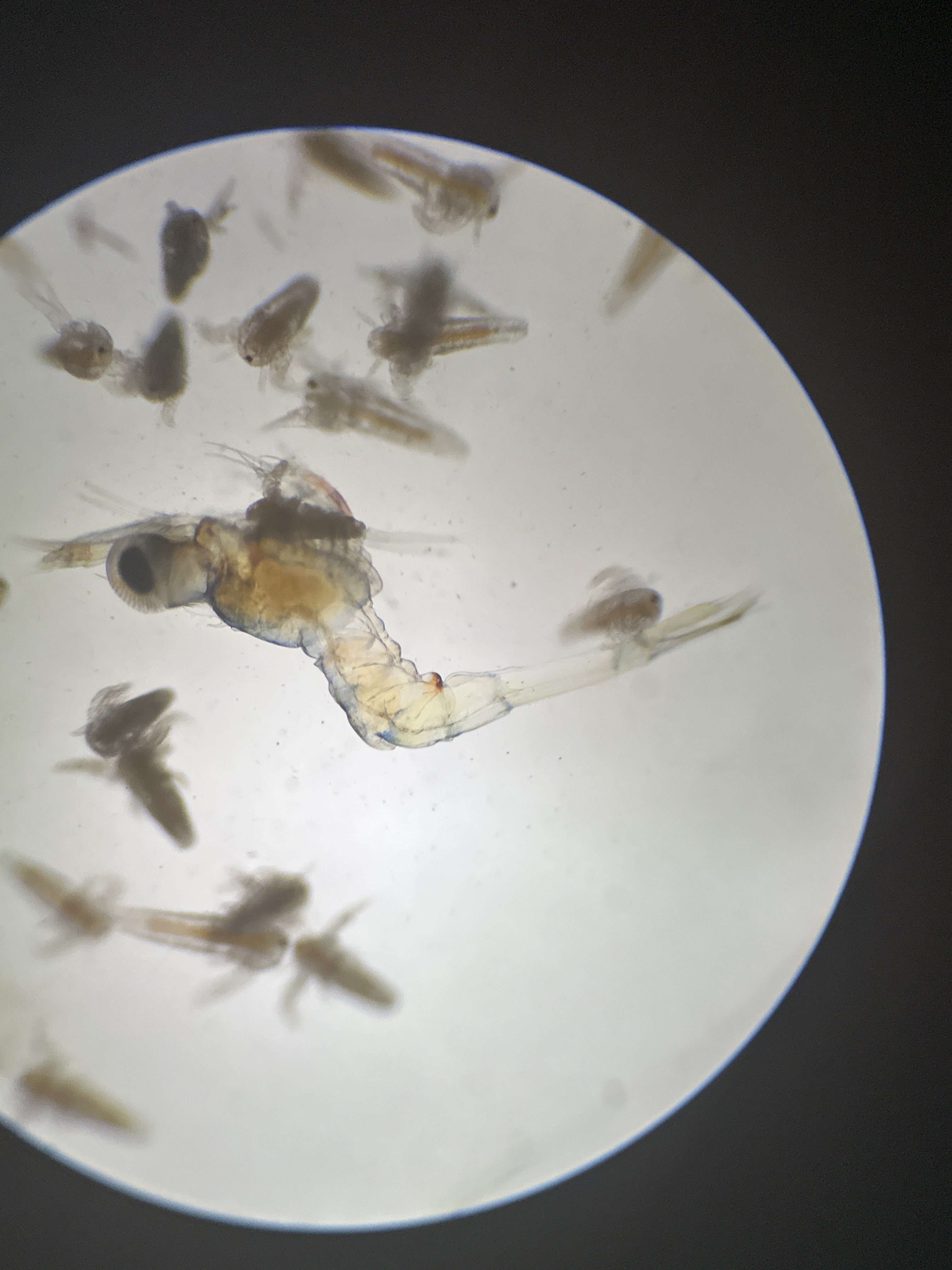 Macrobrachium rosenbergii