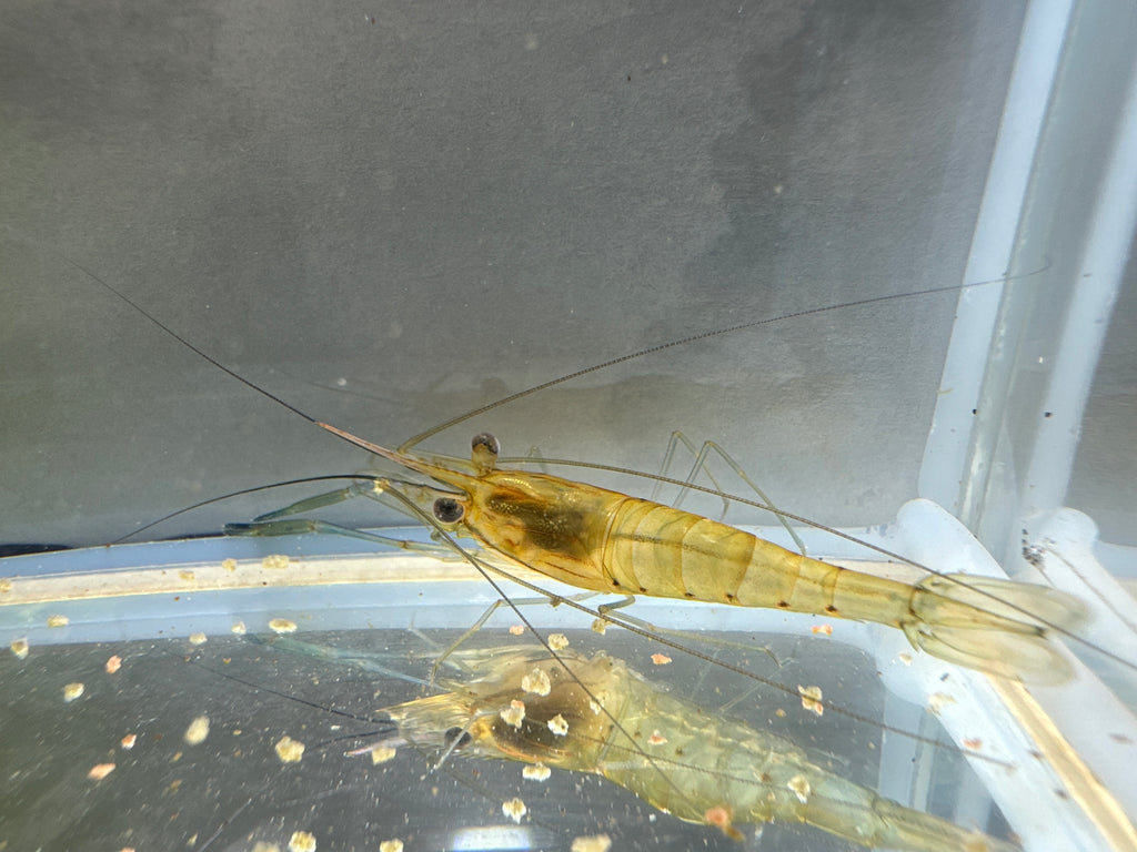 Macrobrachium rosenbergii