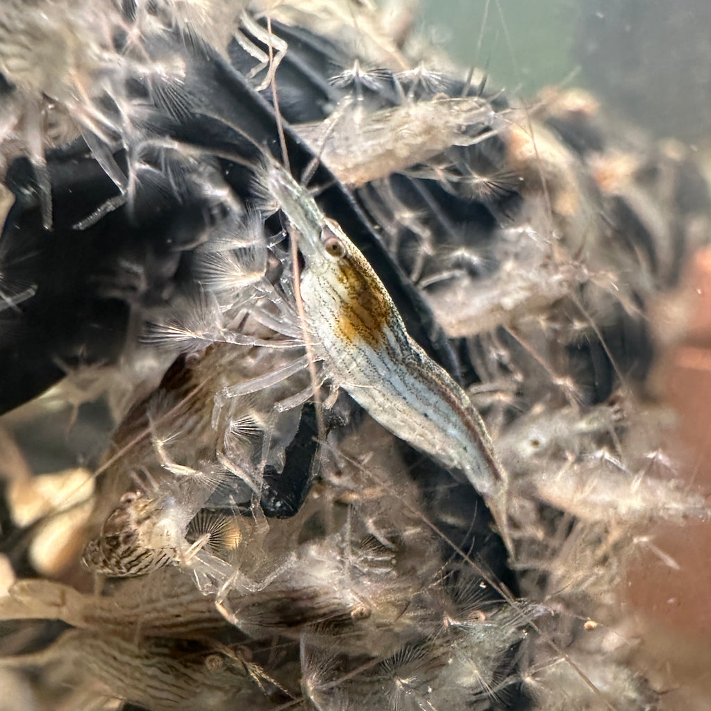 Atyopsis moluccensis (DNZ) - Händler