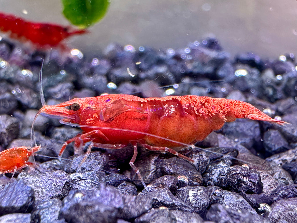 Neocaridina (DNZ) - Händler