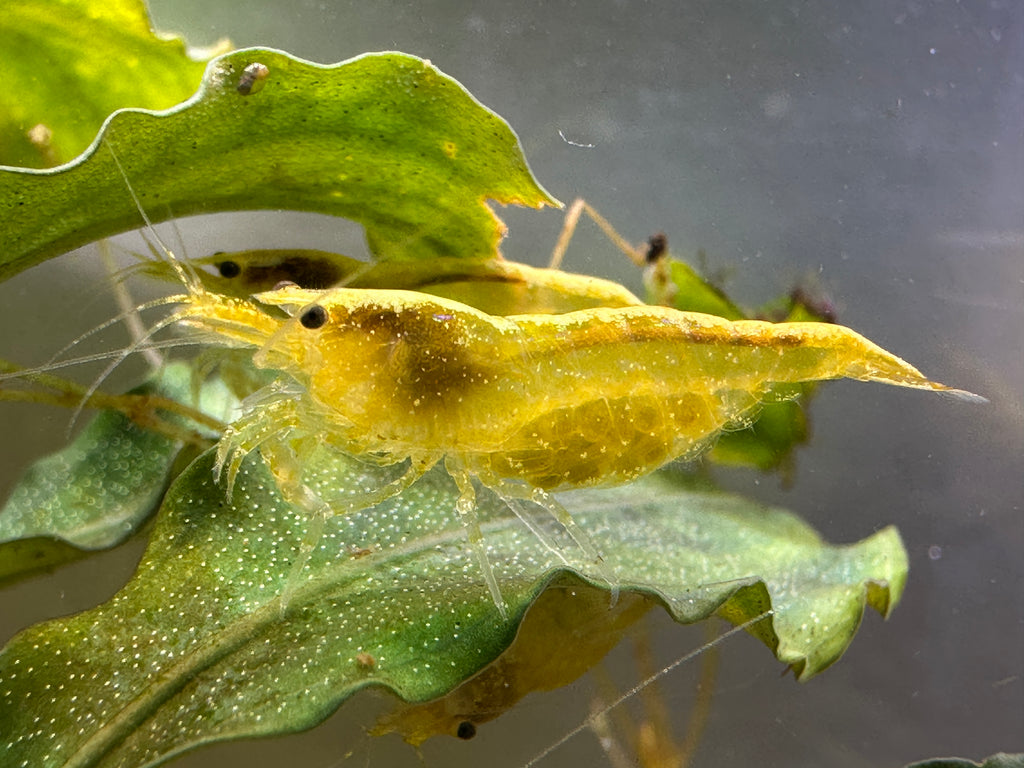 Neocaridina (DNZ) - Händler