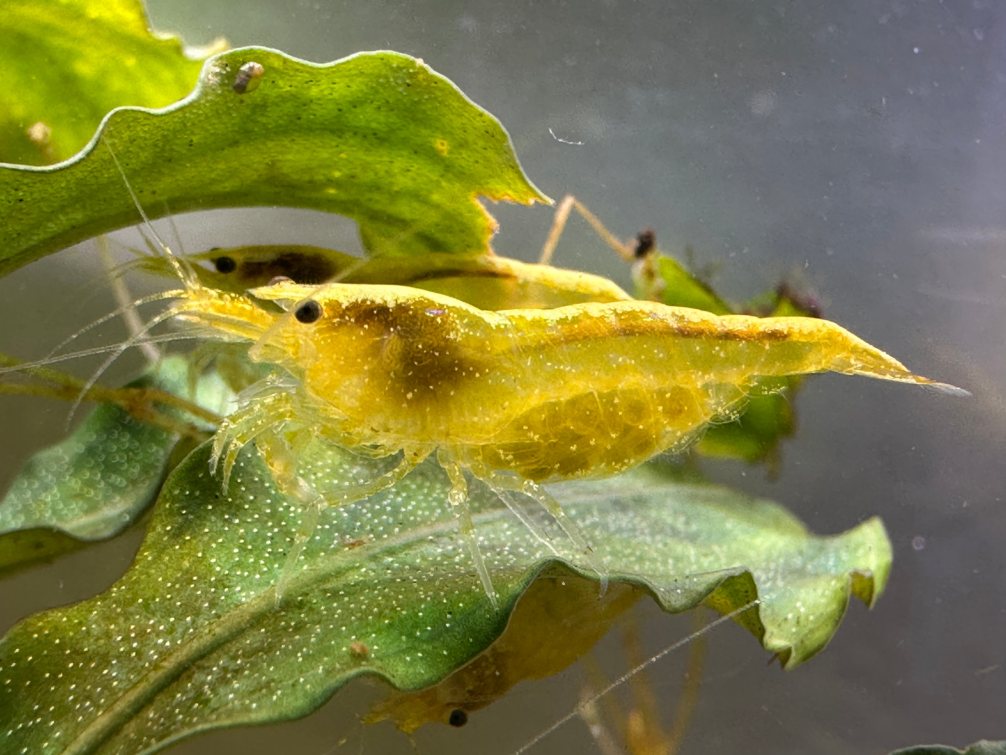 Neocaridina (DNZ) - Händler