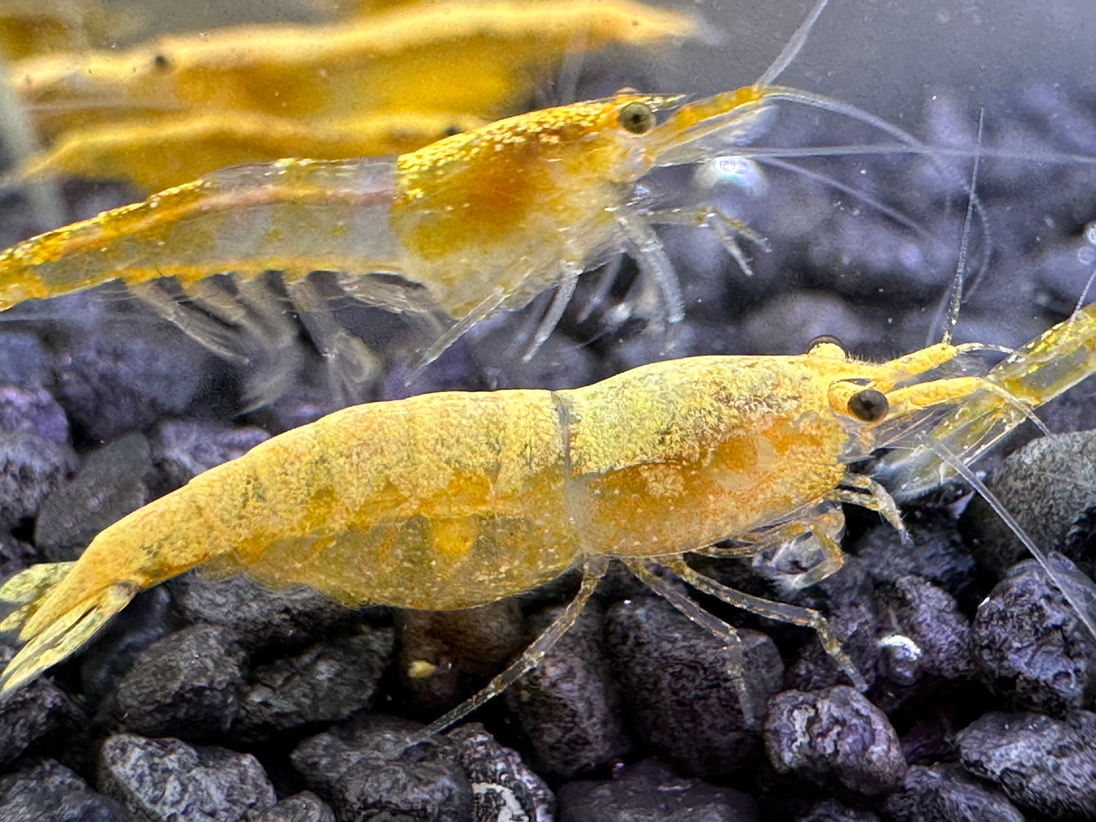 Neocaridina (DNZ) - Händler