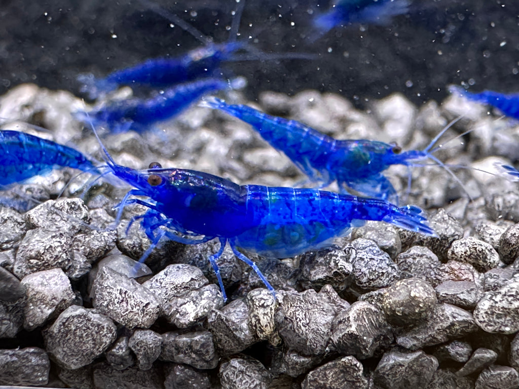 Neocaridina (DNZ) - Händler