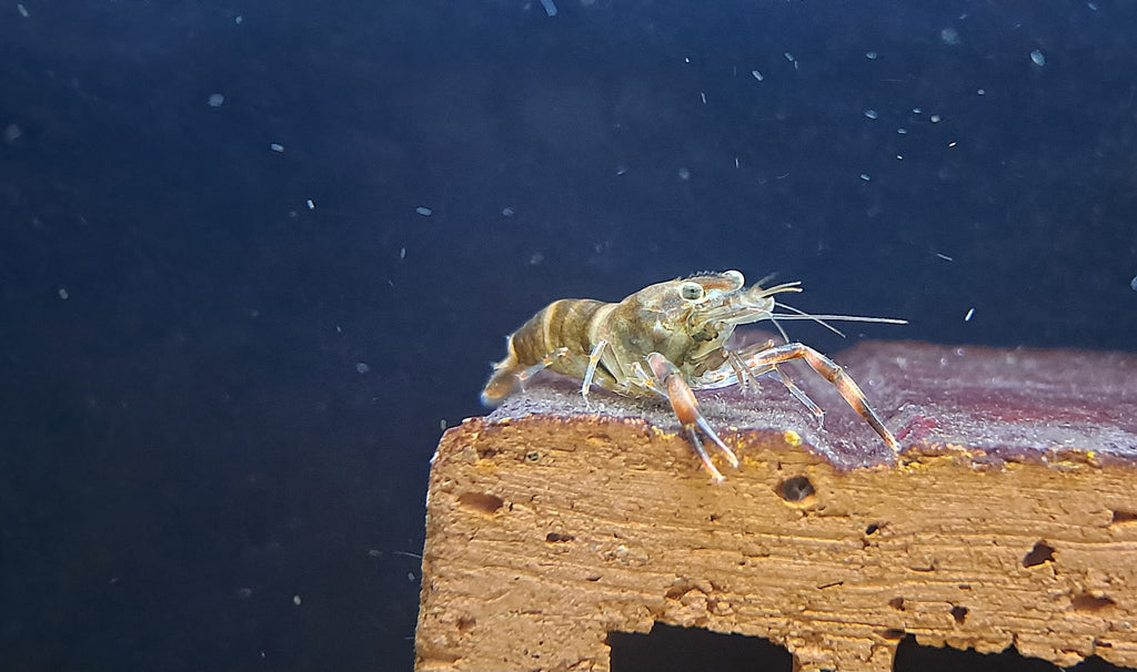Macrobrachium agwi (DNZ)