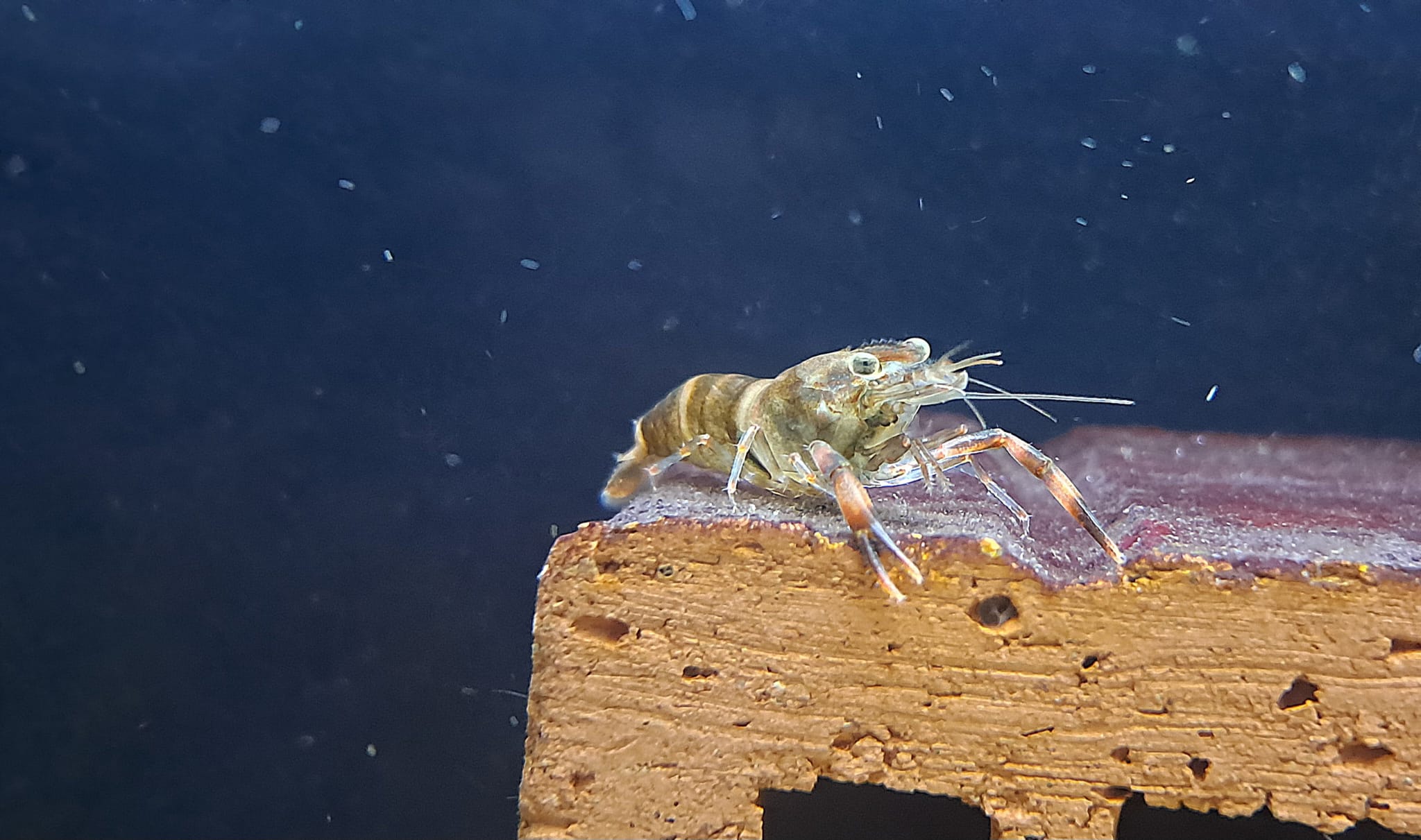 Macrobrachium agwi (DNZ)