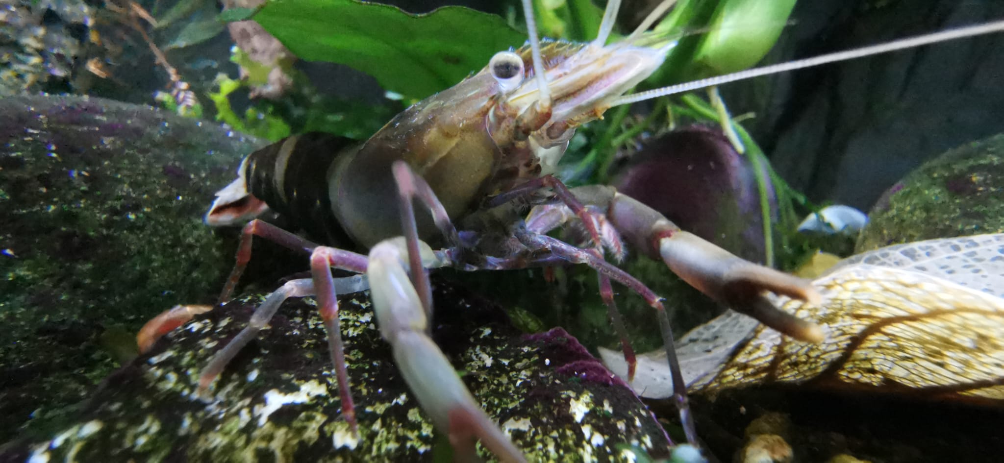 Macrobrachium agwi (DNZ)