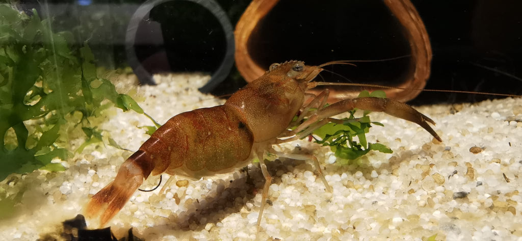 Macrobrachium agwi (DNZ)