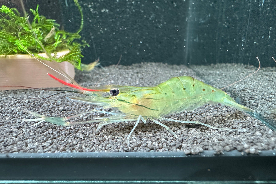Macrobrachium rosenbergii - junges Männchen 