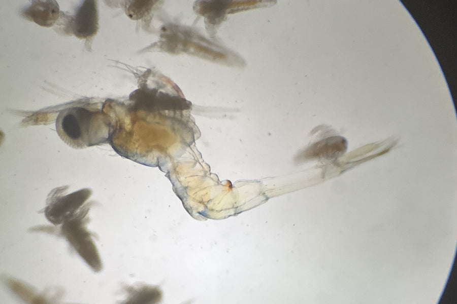 Macrobrachium rosenbergii Larve frisst Artemia Nauplie