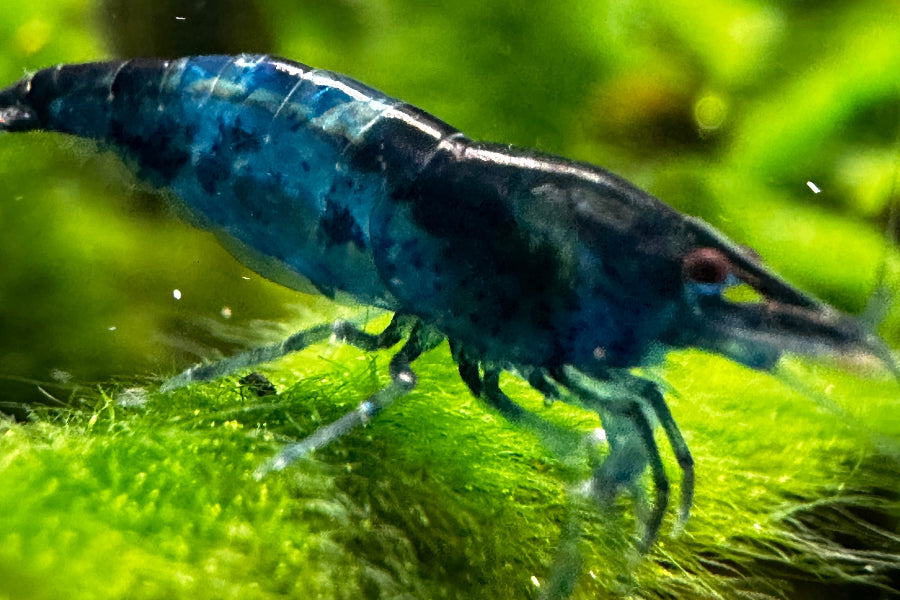 Neocaridina 'blue dream' - meist dunkelblaue Garnele, teils mit interessanter Musterung