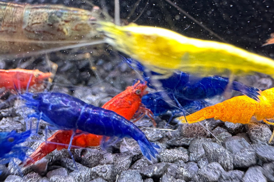 Neocaridina (DNZ) - Händler