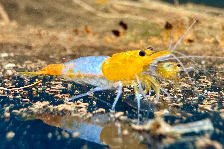 Neocaridina 'Orange Rili' Garnele mit orangem Kopf und Schwanz mit transparenter Unterbrechung in der Körpermitte