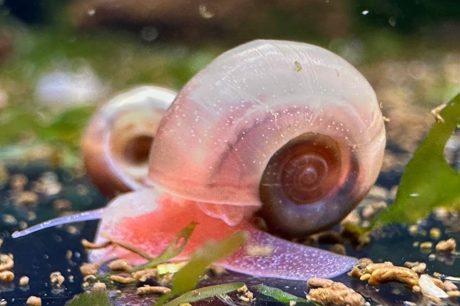 Posthornschnecke - Planorbella duryi