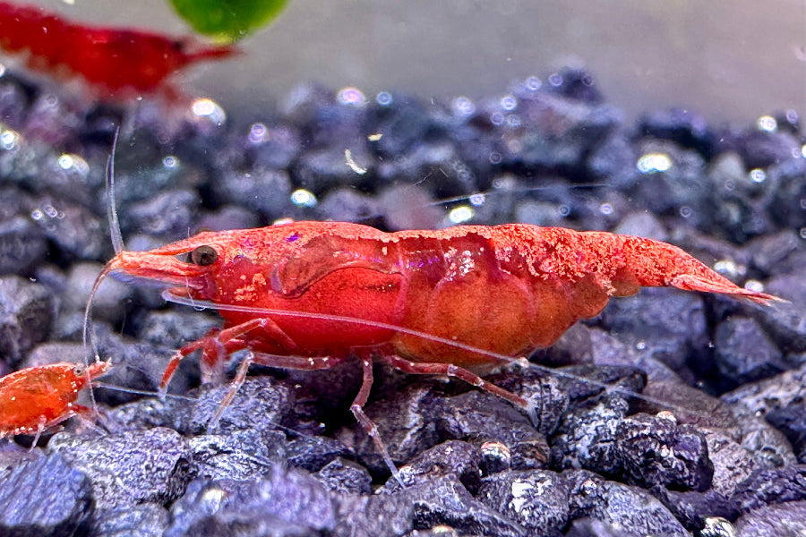 Red Sakura Neocaridina Weibchen